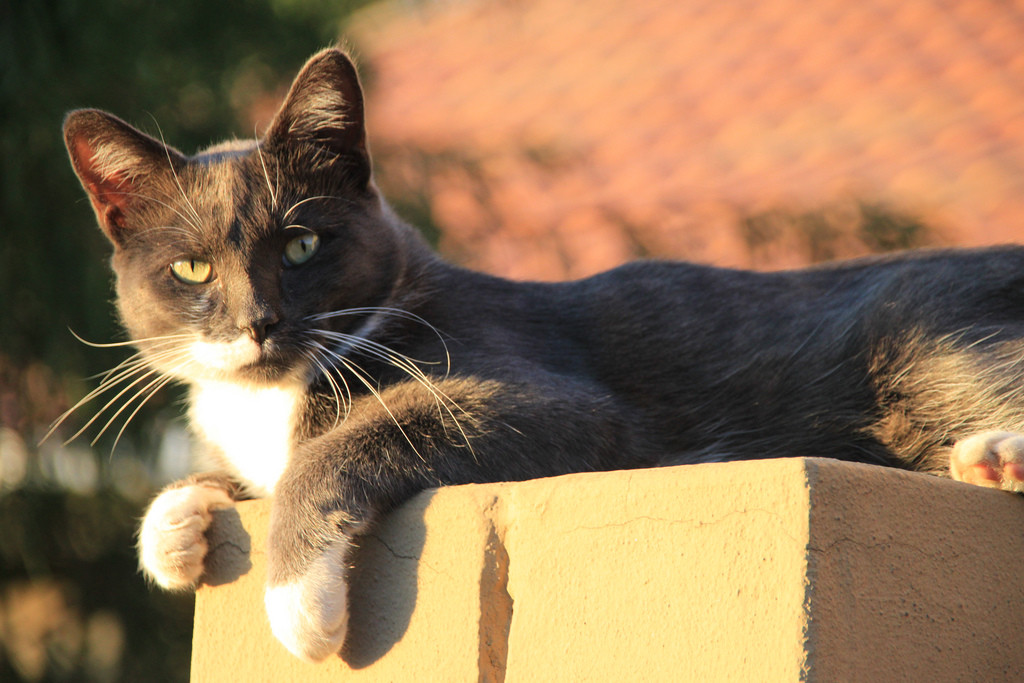 10 Essential Life Lessons From My Cats